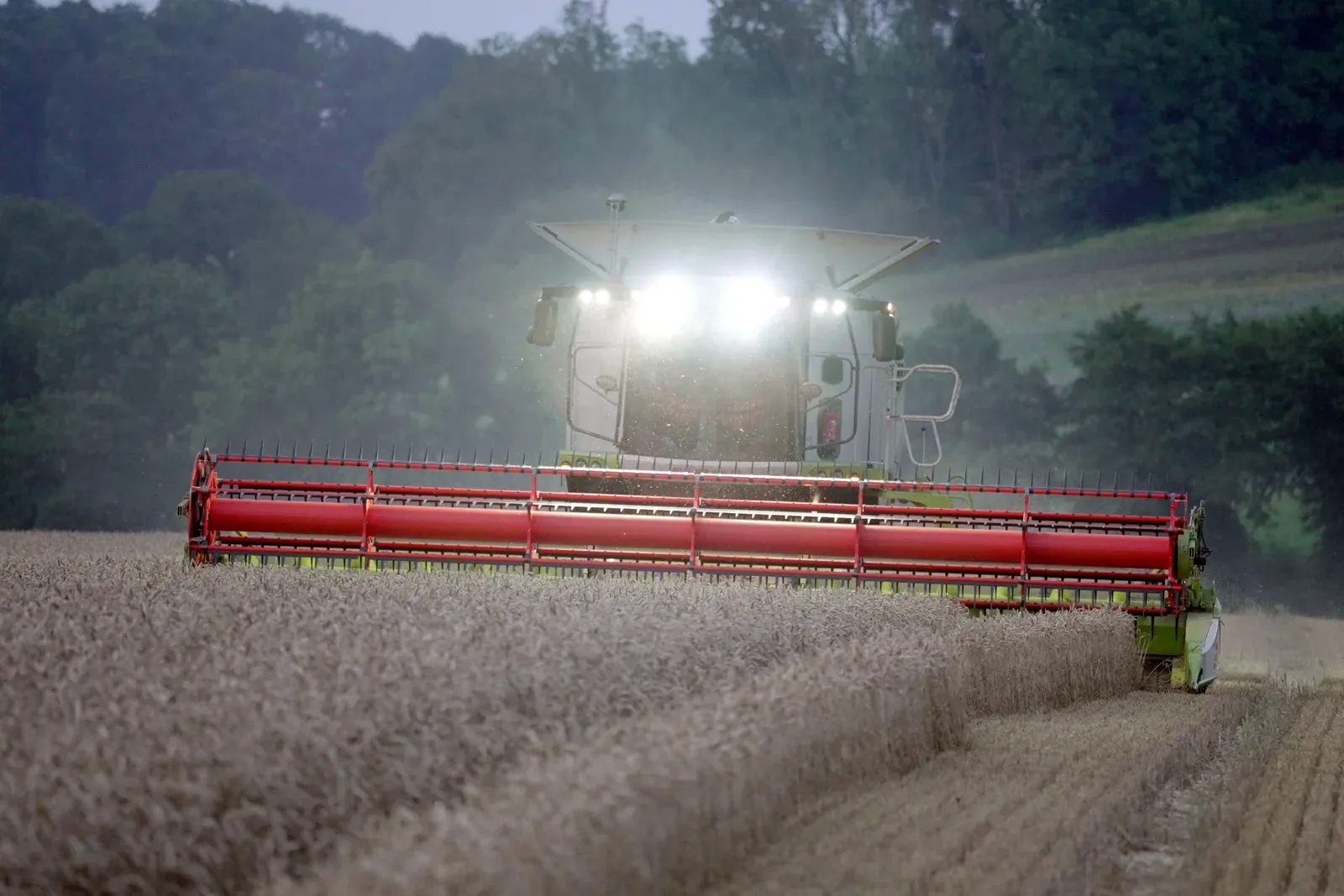 Mähdrescher CLAAS LEXION mit eingeschalteten Scheinwerfern in der Dämmerung im Weizenfeld