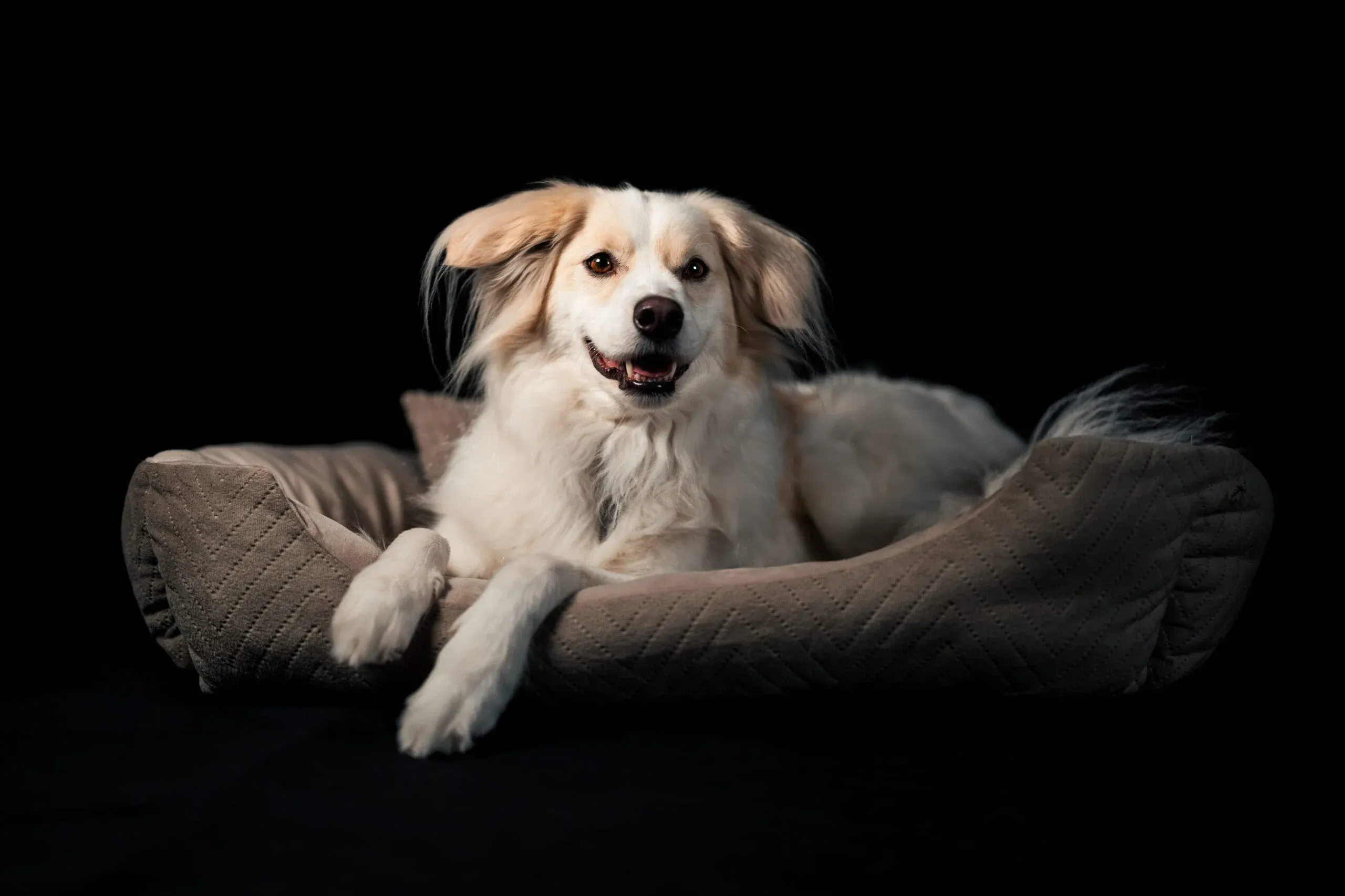 Studioporträt eines hellen Hundes auf einem Kissen vor schwarzem Hintergrund