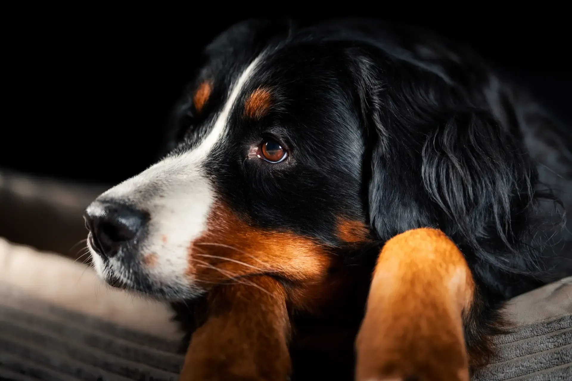 Nahaufnahme eines Berner Sennenhunds im Studiolicht