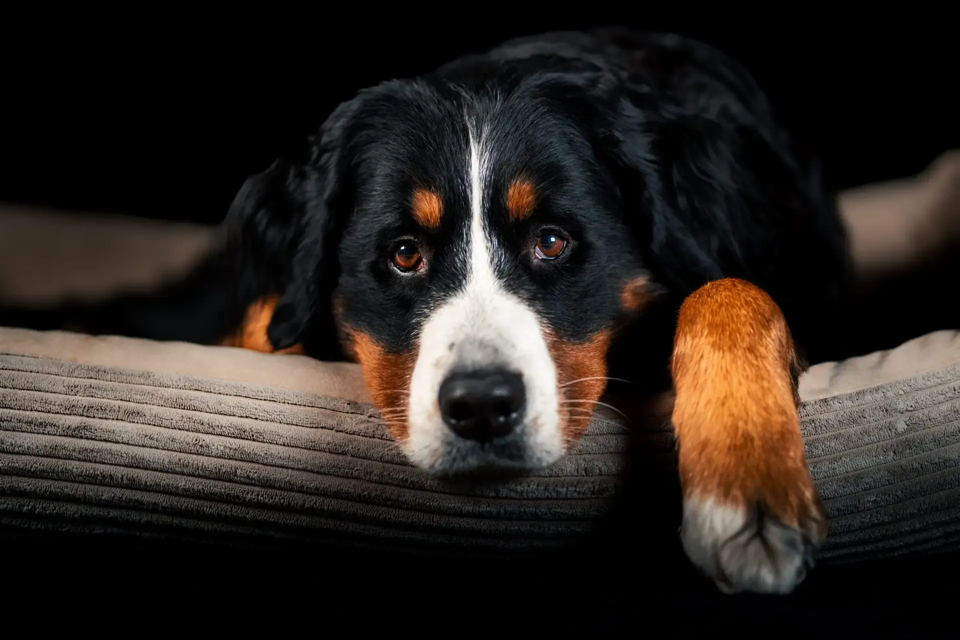Studioporträt eines Berner Sennenhunds vor schwarzem Hintergrund
